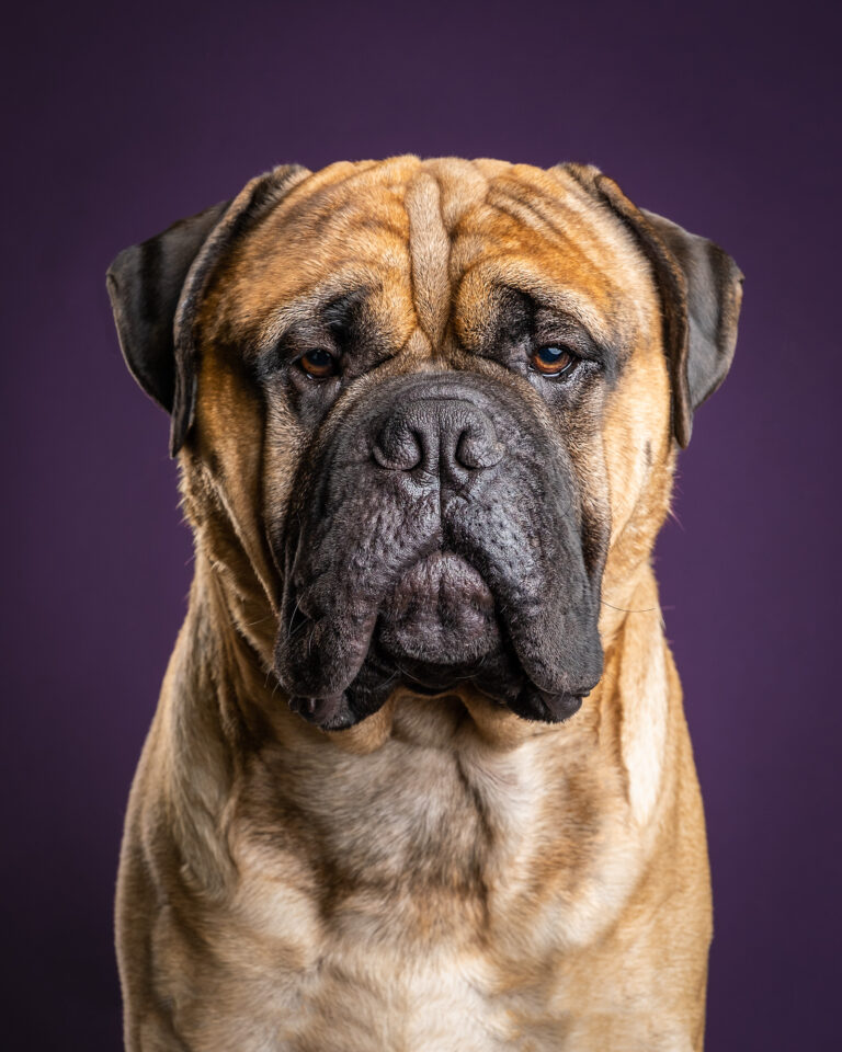 MA-dog-show-headshot-photographer-2