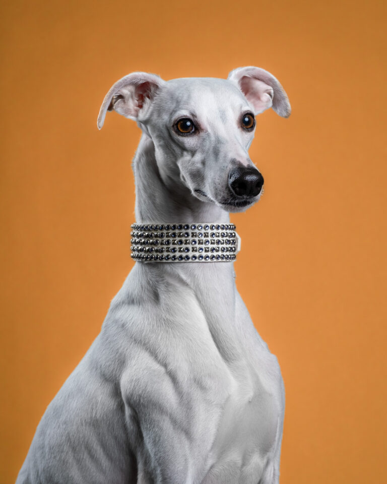 MA-dog-show-headshot-photographer-3